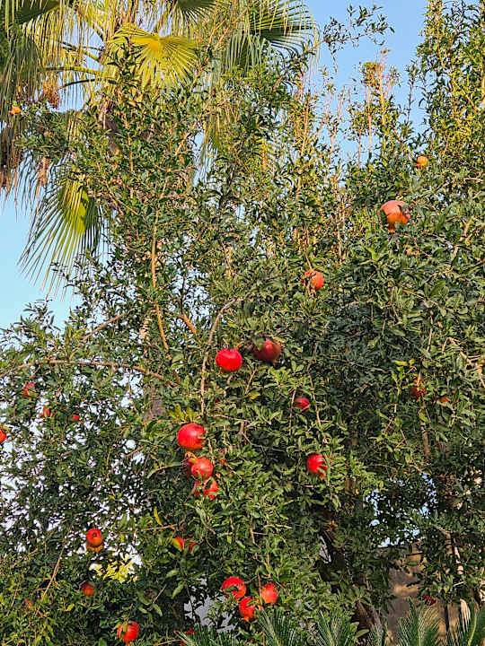 Gartenanlage Aydinbey Kings Palace & Spa