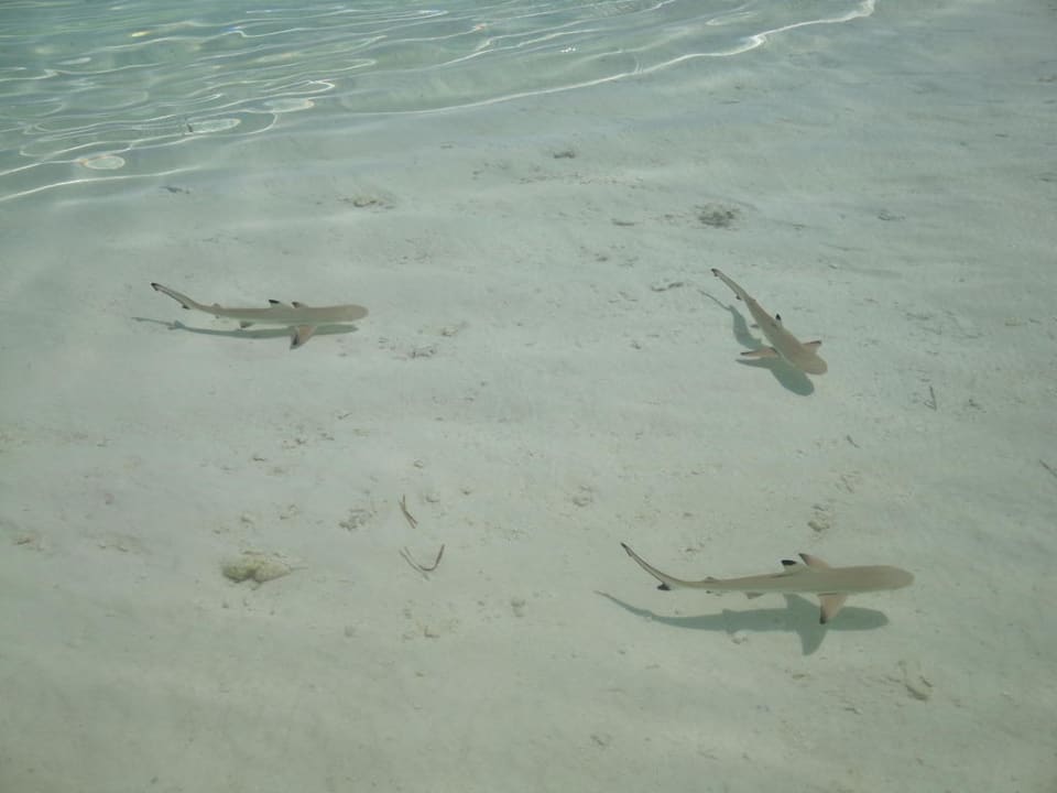 Riffhaie Meeru Maldives Resort Island