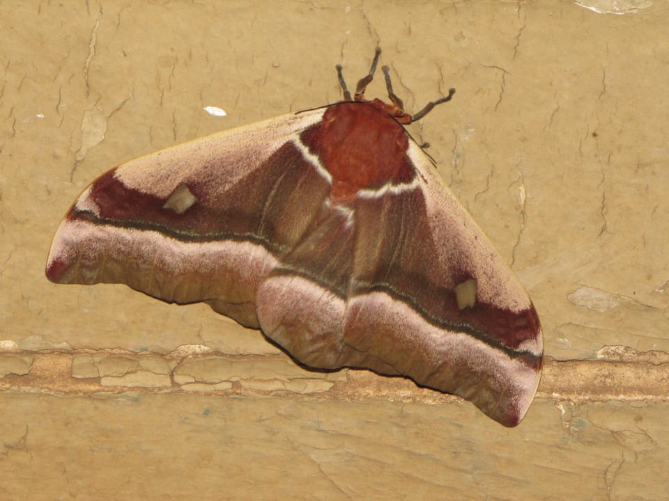 Augenspinner Restcamp Lower Sabie