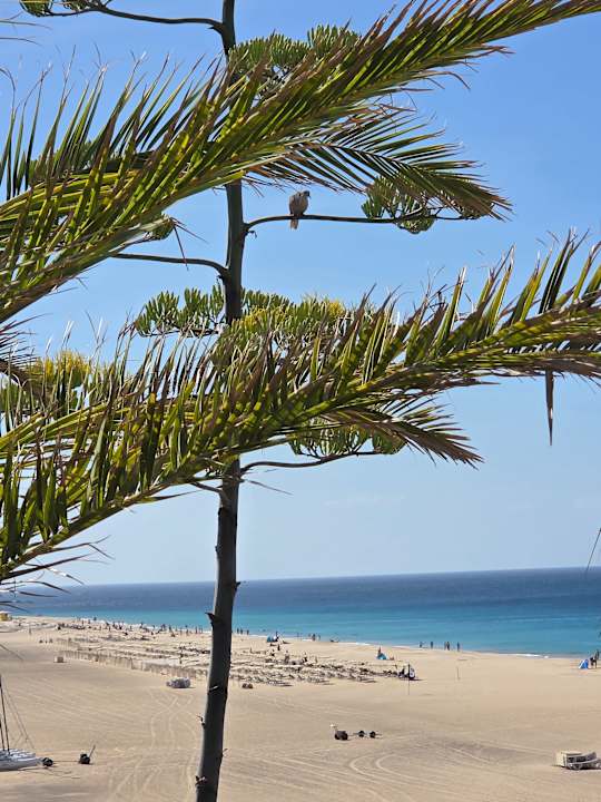 Zimmer Hotel Riu Palace Jandia