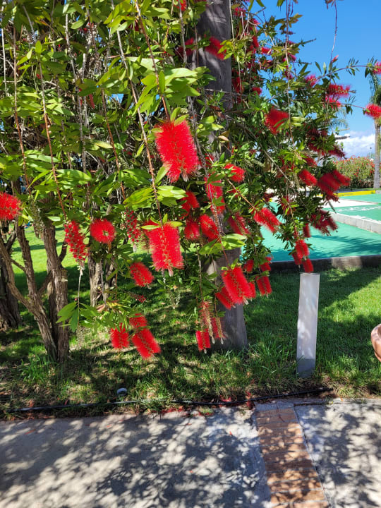 Gartenanlage TUI MAGIC LIFE Calabria