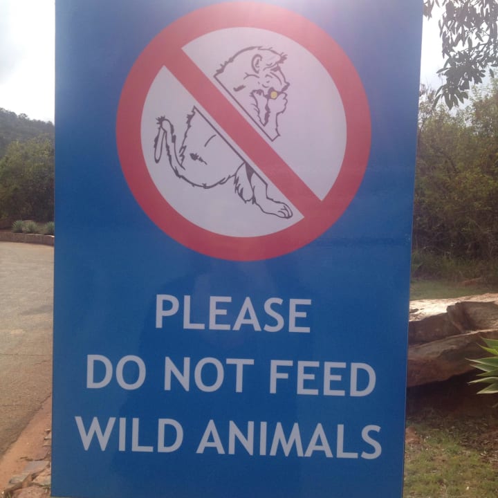 Paviane und Meerkatzen  Forever Resort Blyde Canyon