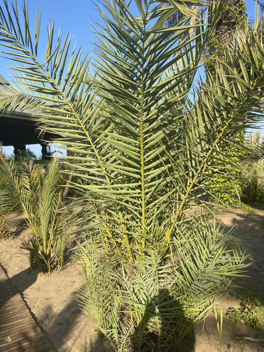 Gartenanlage Paloma Oceana