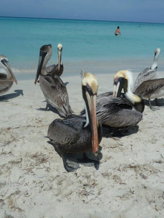 Strandbesucher  Sol Hicacos Varadero