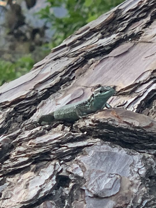 Gartenanlage TUI MAGIC LIFE Beldibi +16