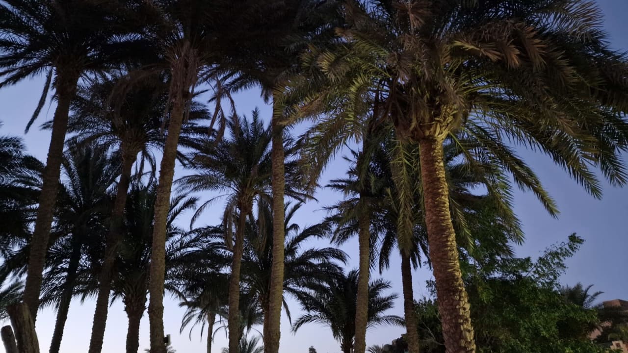 Gartenanlage Shams Safaga Resort