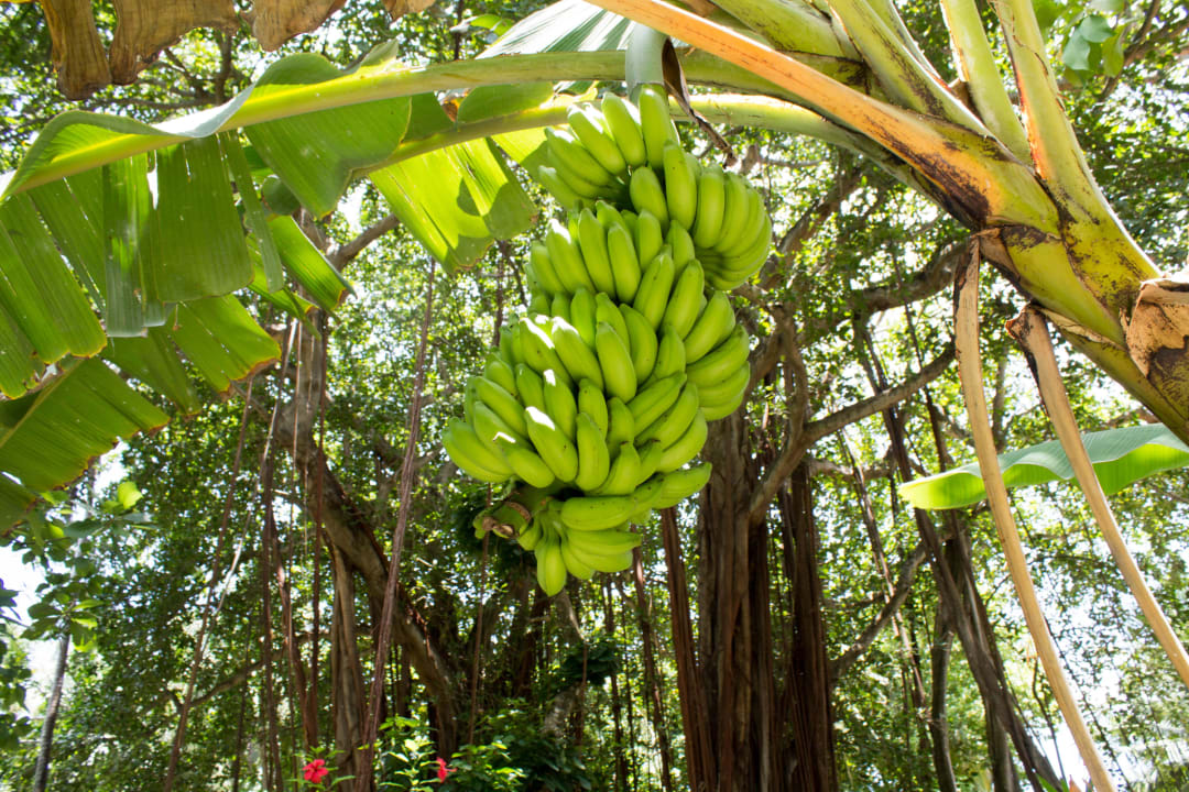 Wunderschöne Fauna   Kuramathi Maldives