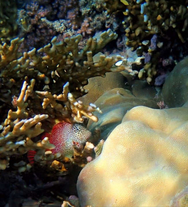 Sport & Freizeit Mövenpick Resort El Quseir