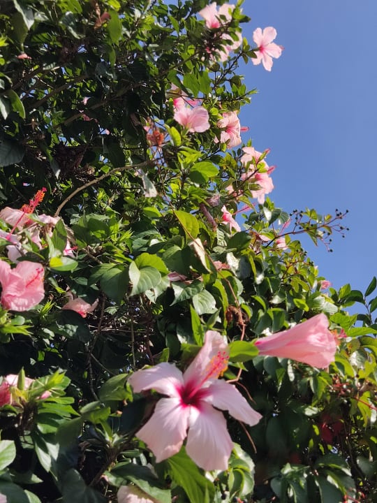 Gartenanlage Hotel Marinella