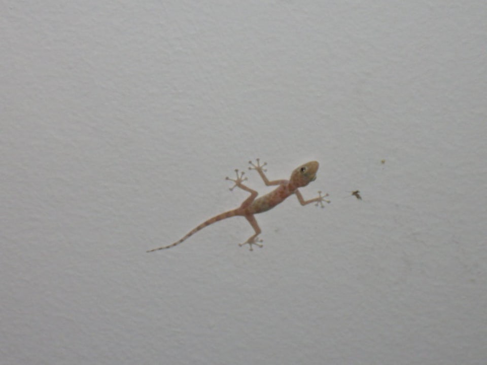 Gecko Giftun Azur Resort