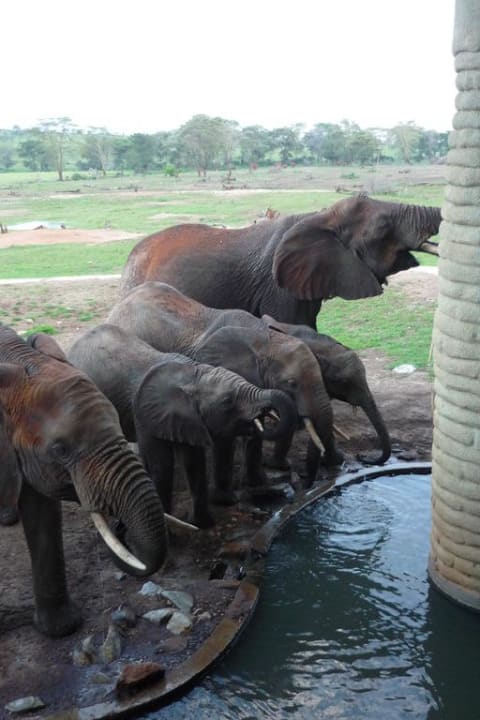 Die Elefanten kommen direkt an die Lodge Salt Lick Safari Lodge