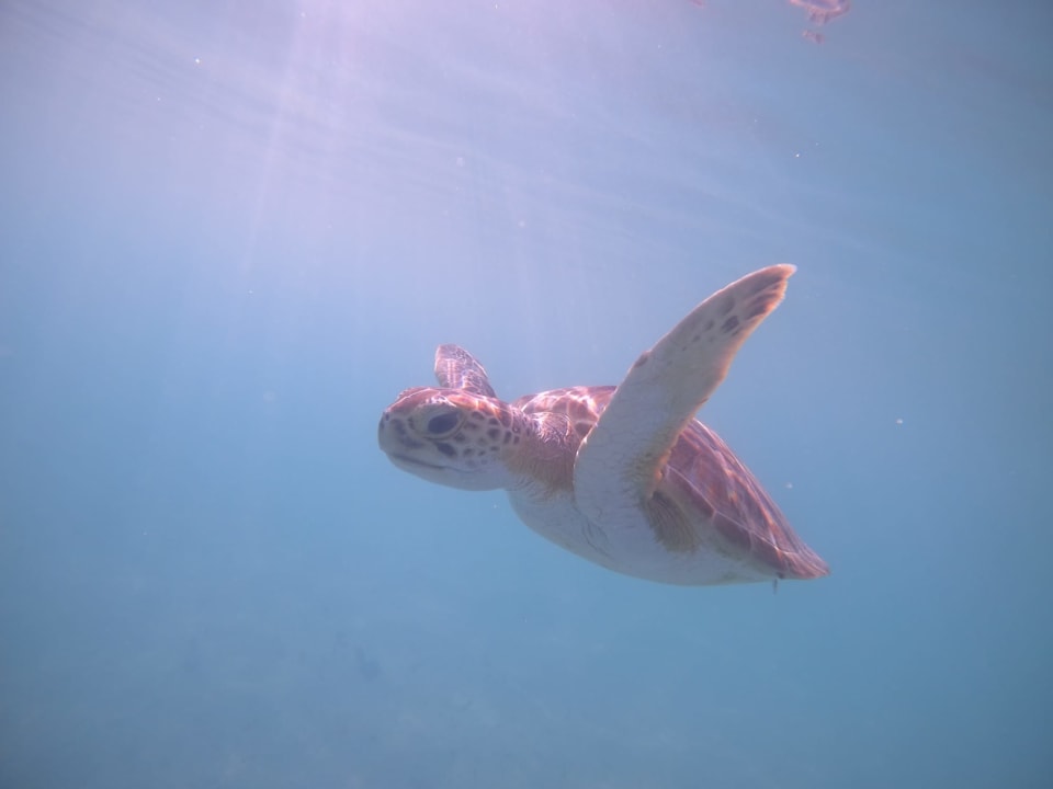 Strand Akumal Bay Beach & Wellness Resort