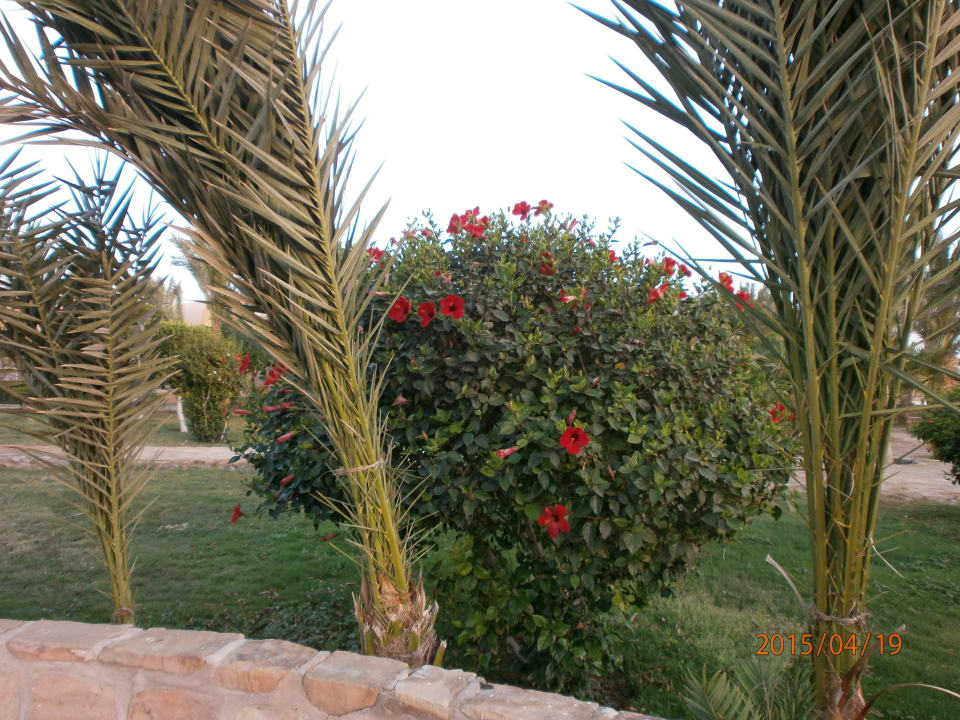 So eine schöne Anlage Pensée Royal Garden Beach Resort