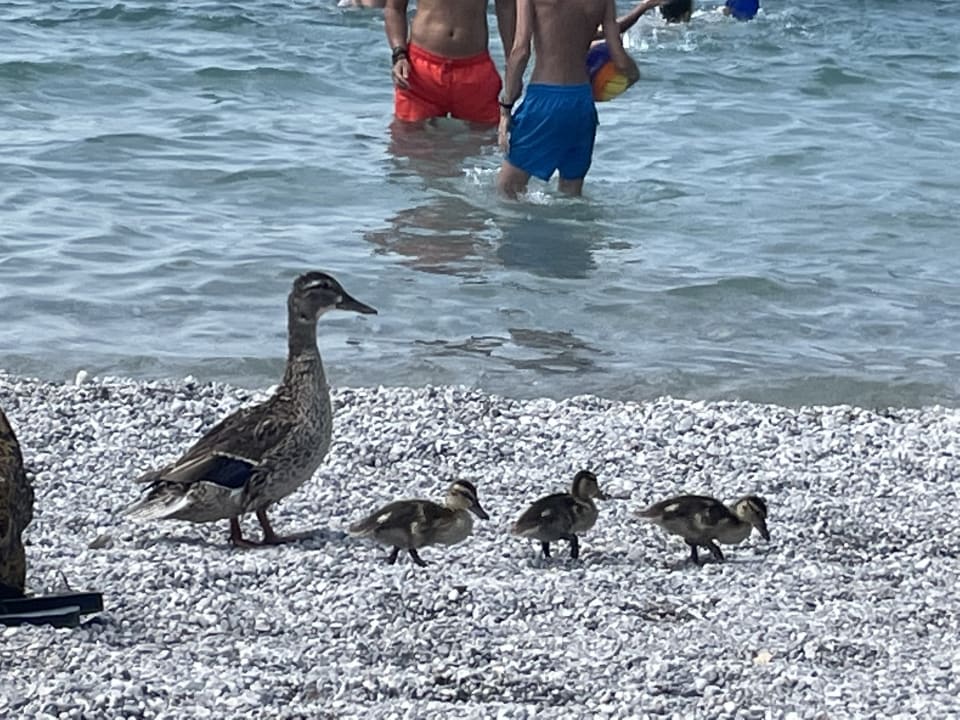 Sonstiges Hotel Villa Alberta