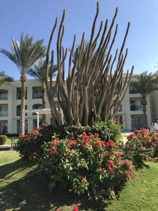 Gartenanlage Pickalbatros Dana Beach Resort - Hurghada