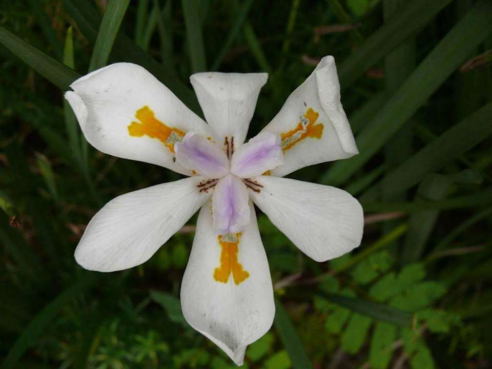 Tropische Pflanzen Hotel Drifters Hazyview Inn