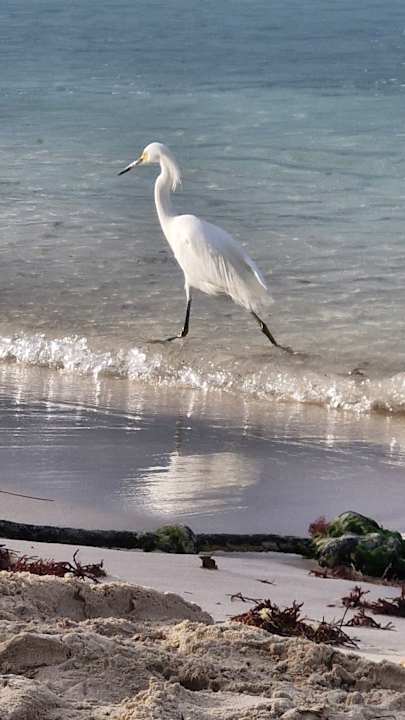 Strand Secrets La Romana Resort & Spa - Adult Only