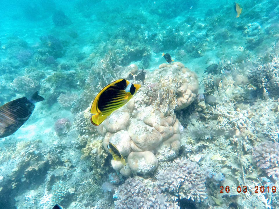 Sport & Freizeit Steigenberger Coraya Beach - Adults only