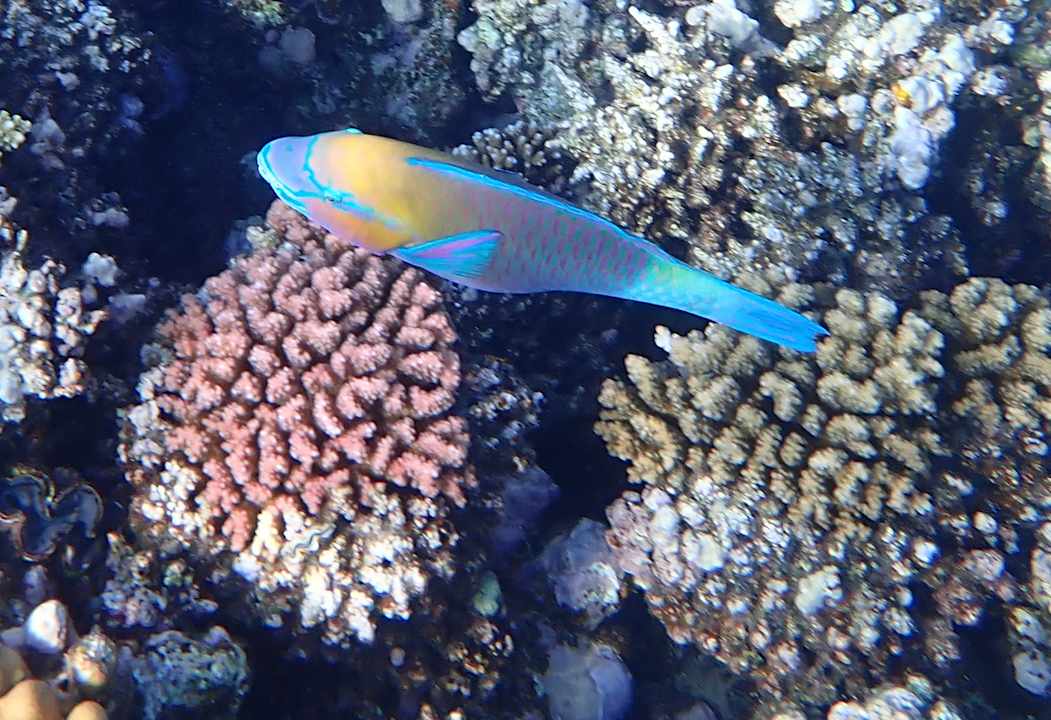 Sport & Freizeit Cleopatra Luxury Beach Resort Makadi Bay - Adults only