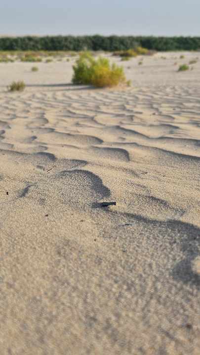 Gartenanlage Al Wathba, a Luxury Collection Desert Resort & Spa, Abu Dhabi