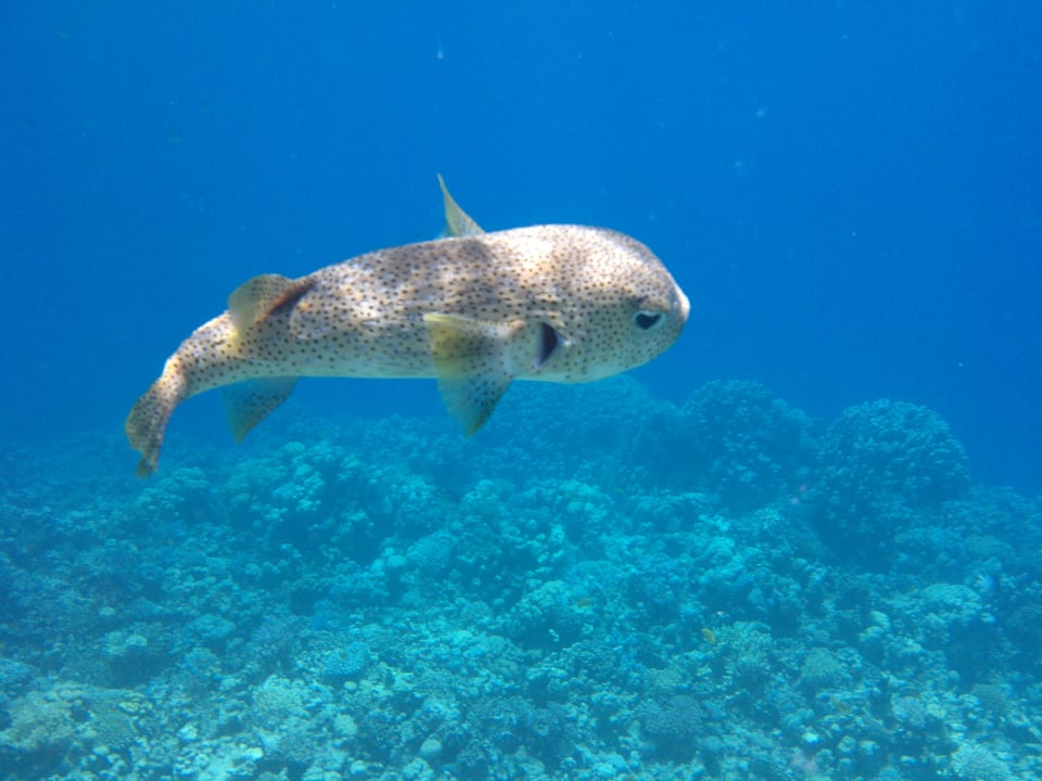 Strand Makadi Spa - Adults only