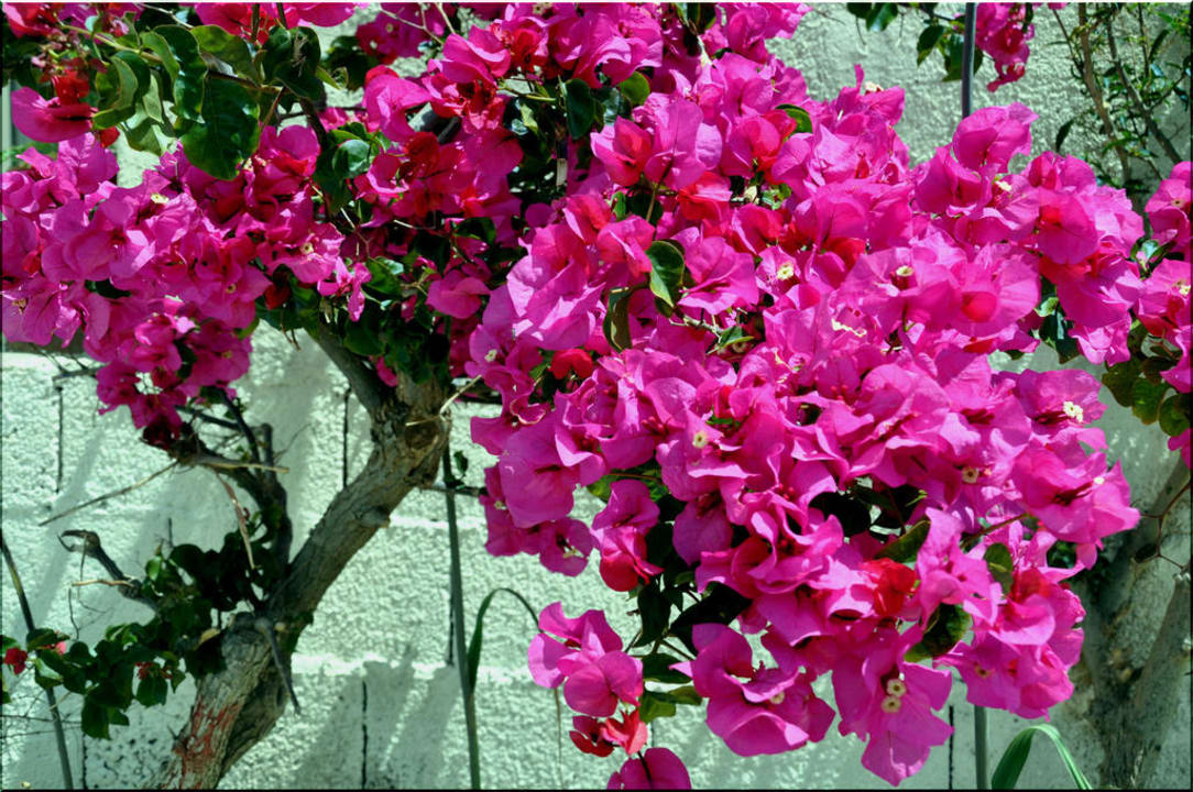 Bougainville Hotel Marina Village