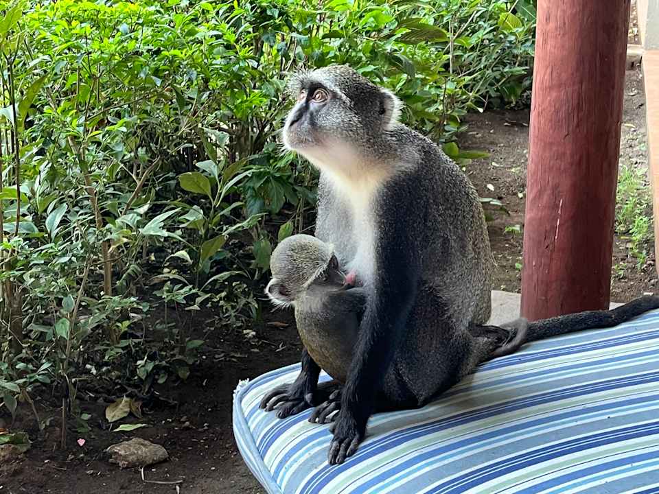 Gartenanlage Baobab Beach Resort & Spa