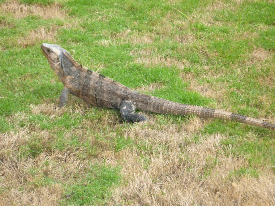 Leguane findet man überall in der Anlage Catalonia Playa Maroma