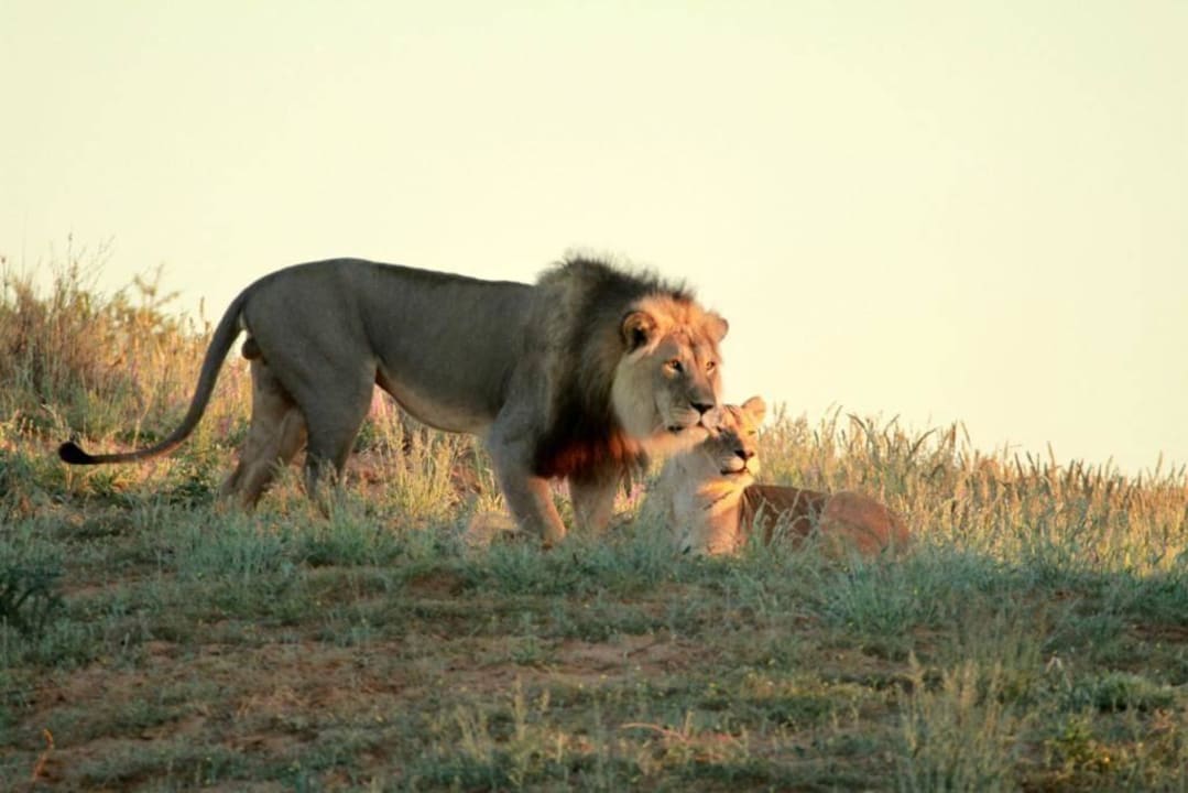 Löwen Paar Ta Shebube Rooiputs Lodge