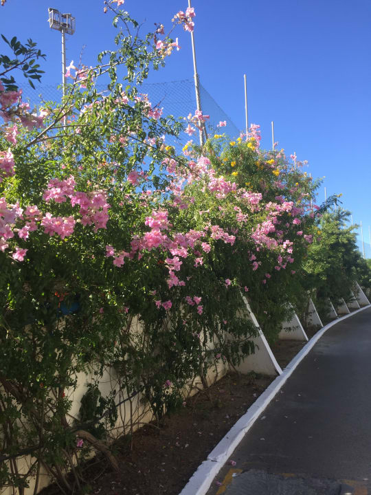 Gartenanlage El Mouradi Club Kantaoui