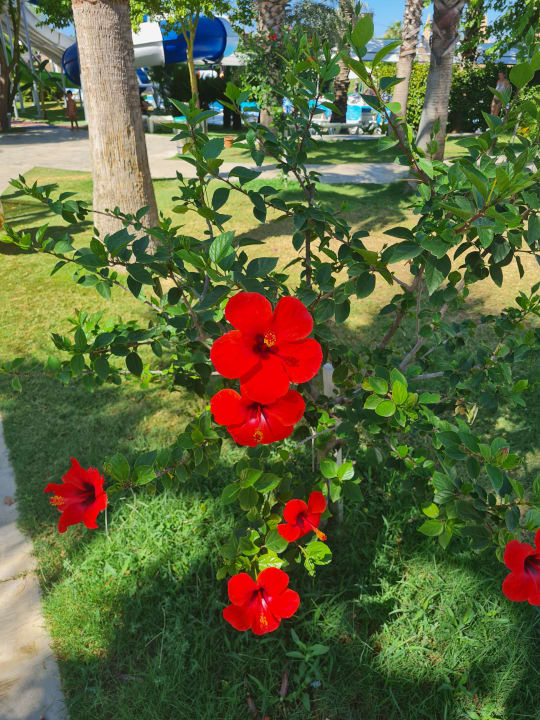 Gartenanlage Saturn Palace Resort Hotel