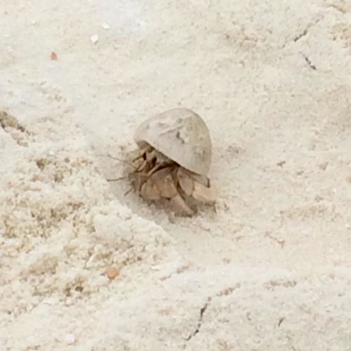 Inselbewohner Einsiedlerkrebs Summer Island Maldives