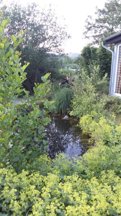 Teich mit steilem Ufer und vielen Kaulquappen    Hasseröder Ferienpark