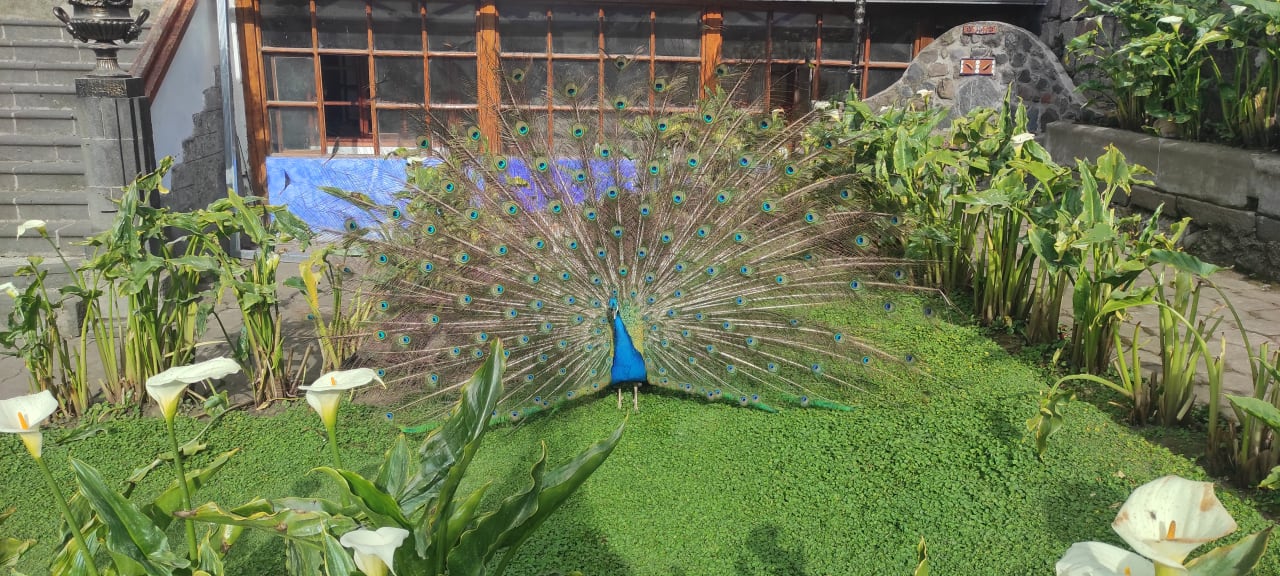 Gartenanlage Hostería La Andaluza