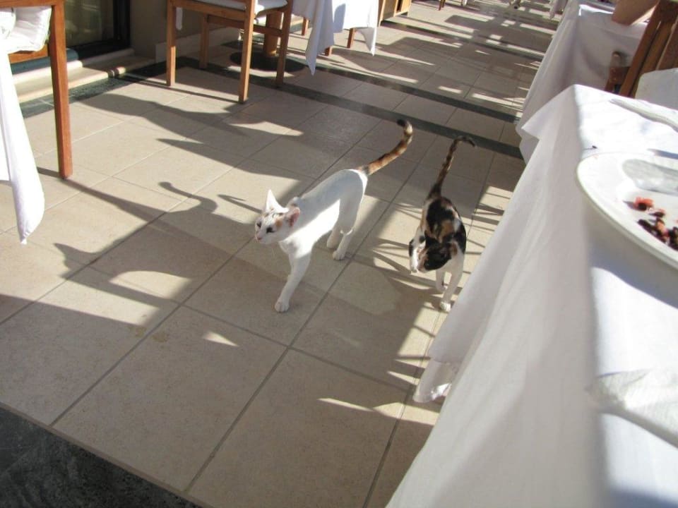 Katzen beim Frühstück Lindian Dream Seaside Resort