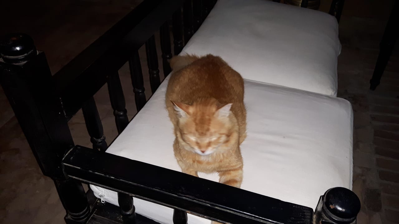 "Garfield"gut gefütterter Hauskater Dawar El Omda - Adults only  (Im Umbau/Renovierung)