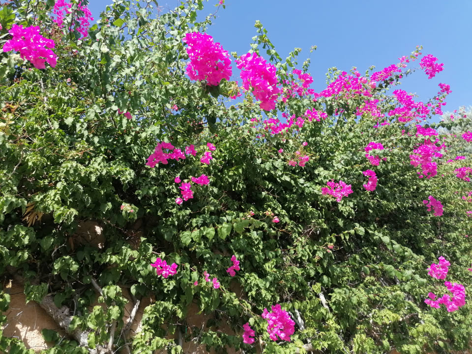 Gartenanlage Lindos Imperial Resort & Spa