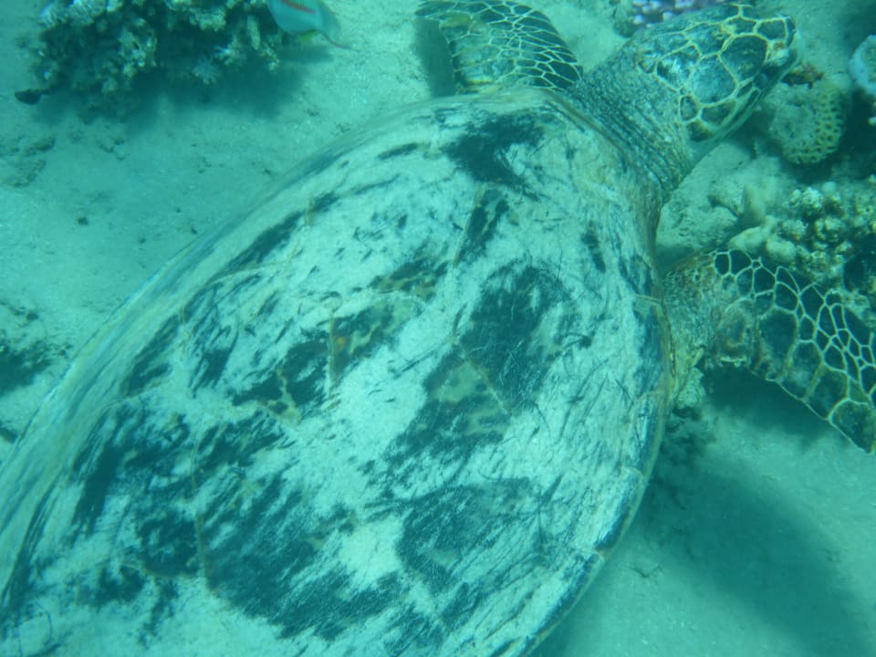 Strand Fort Arabesque Resort, Spa & Villas