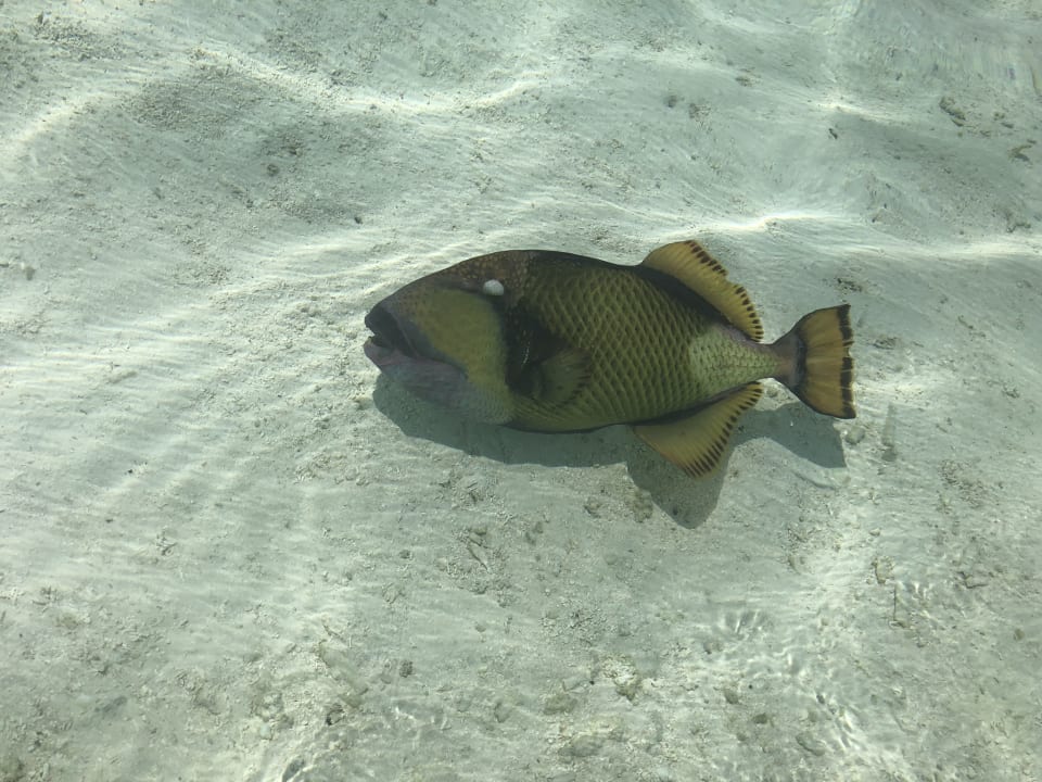 Strand Meeru Maldives Resort Island