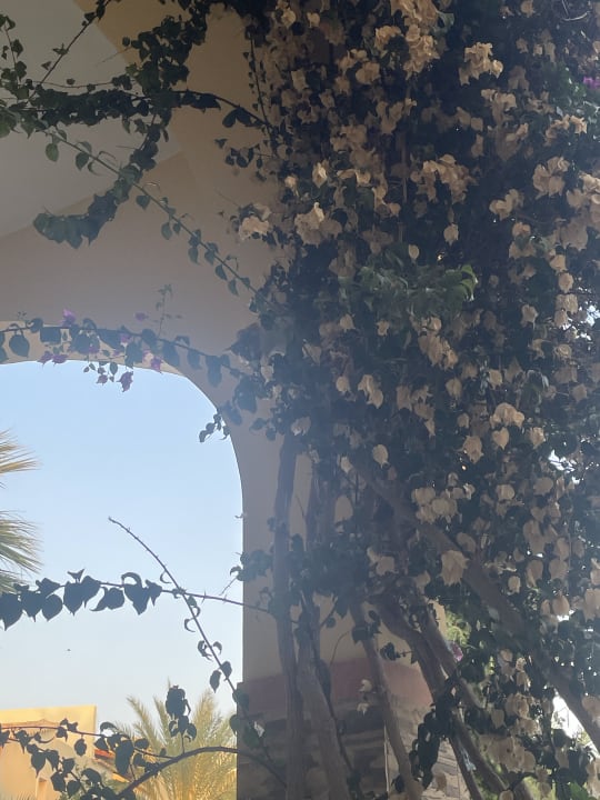 Gartenanlage Hotel Kouros Palace