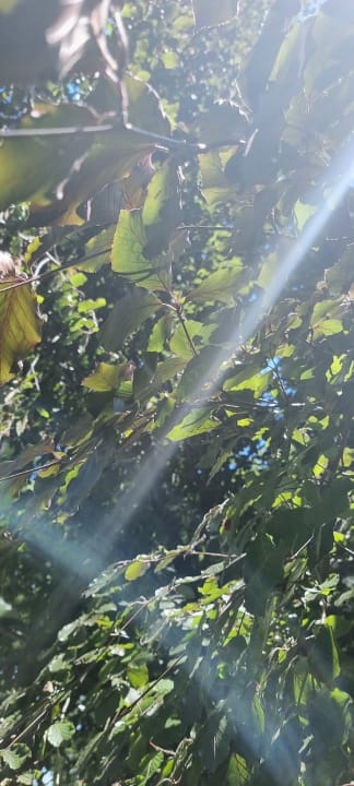 Gartenanlage Pałac Ciekocinko Hotel Resort & Wellness