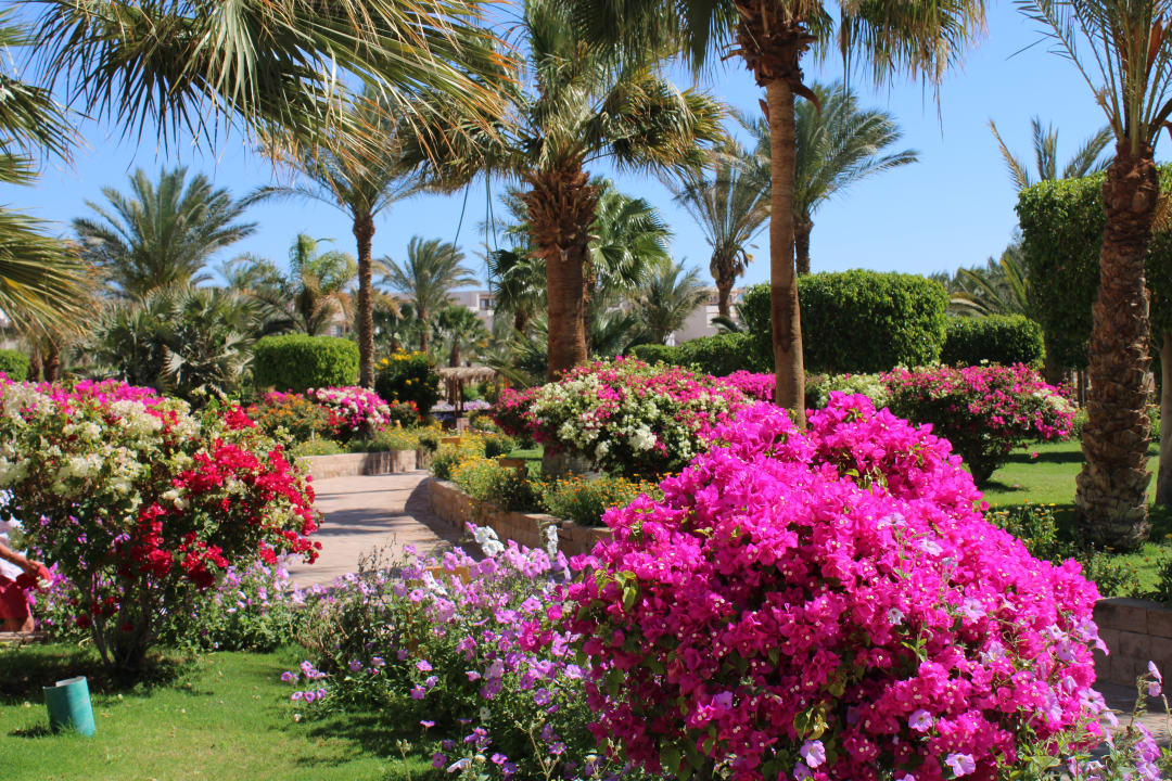 Gartenanlage Fort Arabesque Resort, Spa & Villas