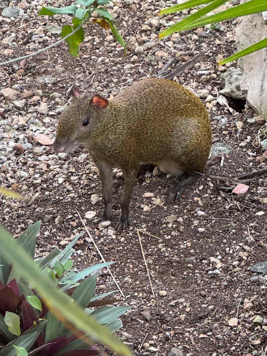 Gartenanlage Catalonia Royal Tulum Beach & Spa Resort - Adults only