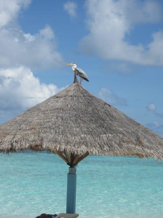 Vogel am Strand Thulhagiri Island Resort