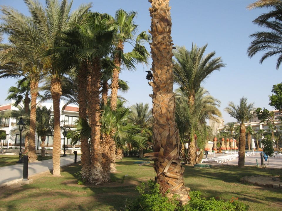 Gartenanlage The Grand Hotel Hurghada