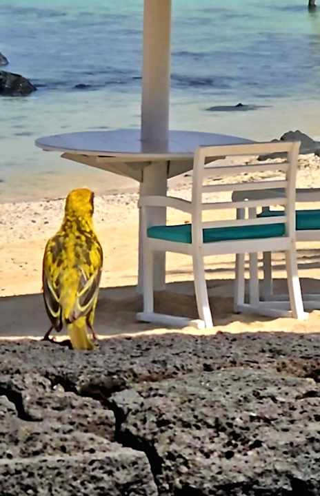 Strand Shanti Maurice Resort & Spa
