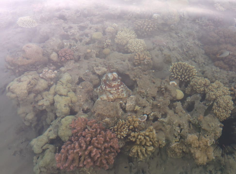 Octopus Menaville Safaga