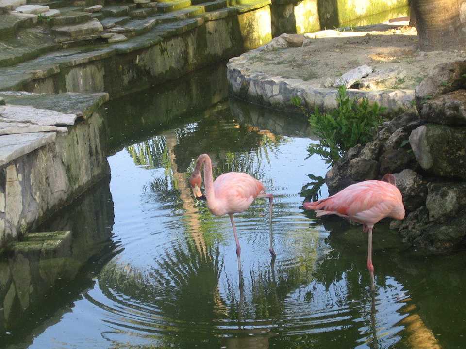 Tiere in der Gartenanlage Villas Bavaro Resort & Spa