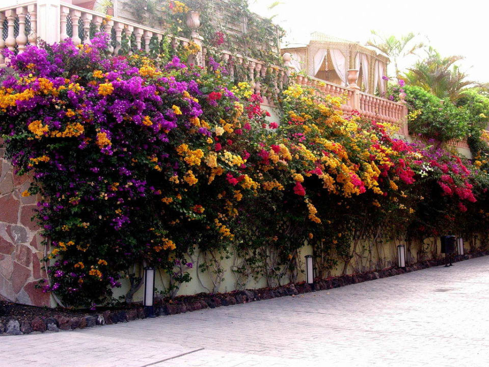 Blühende Hecken Hotel El Duque