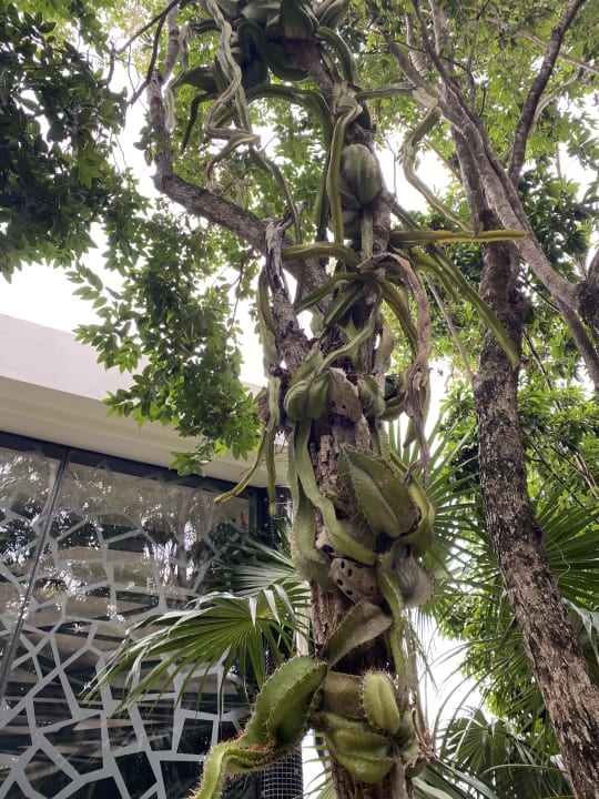 Gartenanlage Catalonia Royal Tulum Beach & Spa Resort - Adults only